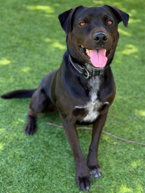 Photo of Duke, adoptable Labrador Retriever in Agoura, California