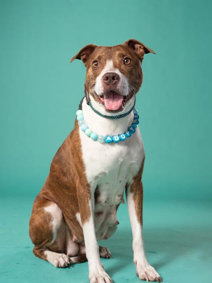 Photo of Brownie, adoptable dog in Atlanta, Georgia