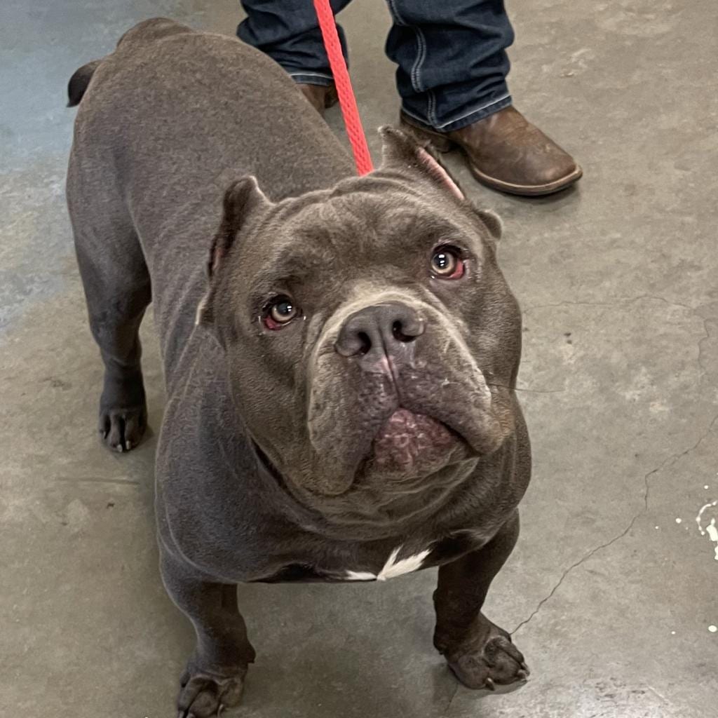 Photo of Odin, adoptable Mixed Breed (Large)