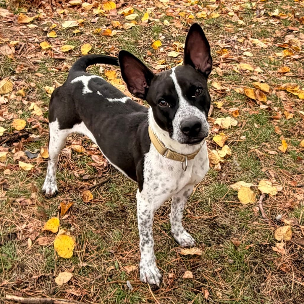 Photo of Bingo, adoptable Cattle Dog, Australian (Blue Heeler) / Terrier, Jack Russell in Wadena, Minnesota