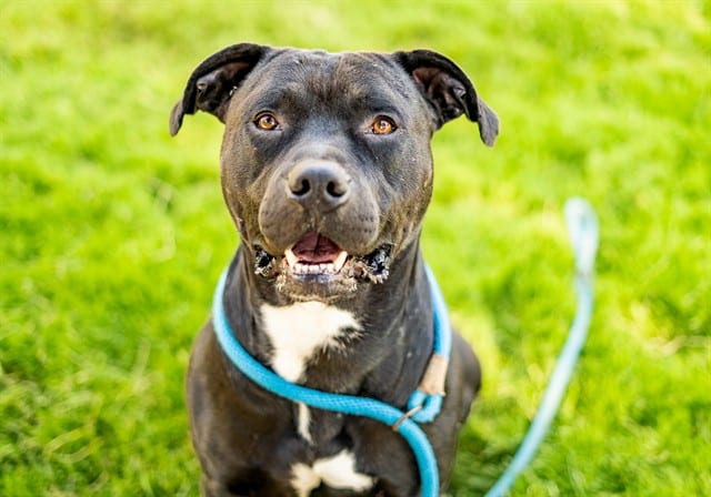 Photo of Shadow, adoptable American Staffordshire Terrier and Cane Corso in San José, California