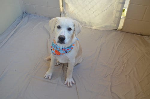 Photo of Poe, adoptable Labrador Retriever in McKinney, Texas