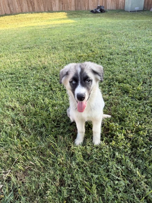 Photo of Mabel, adoptable Siberian Husky in Carrollton, Texas