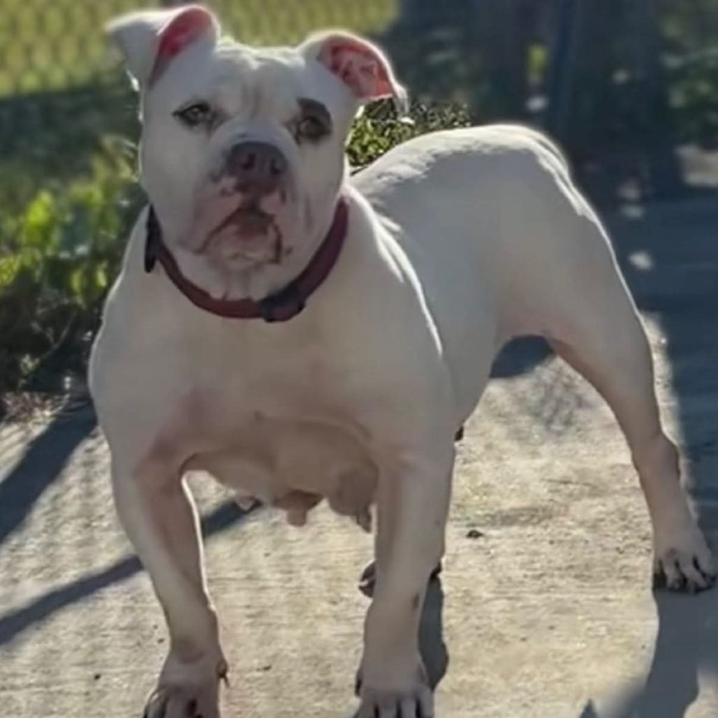 Photo of Carnita, adoptable Bulldog in Hinesville, Georgia