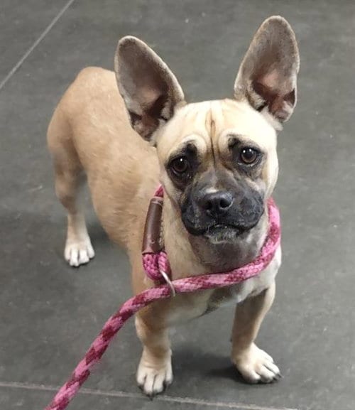 Photo of Aubrey, adoptable French Bulldog in Santa Cruz, California