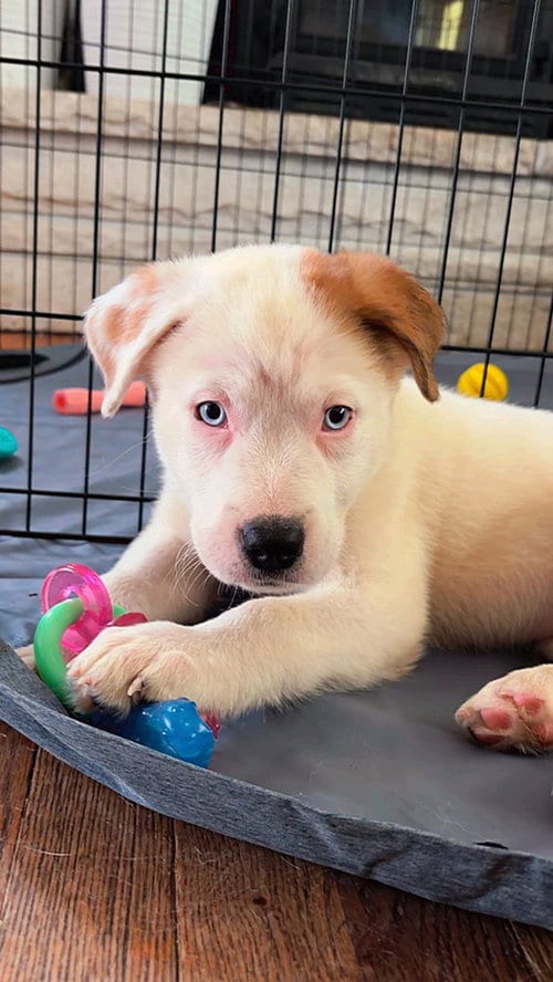 Photo of Naga (N Puppies), adoptable Great Pyrenees in Brewster, New York