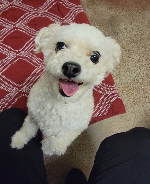 Photo of Cinnamon, adoptable Poodle (Miniature) in Salinas, California