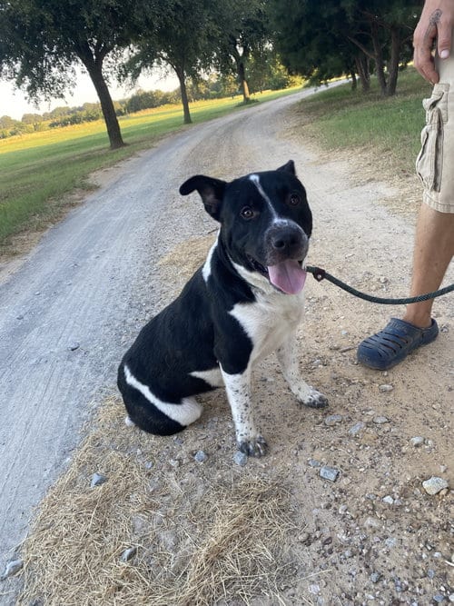 Photo of Snookie, adoptable Australian Cattle Dog/Blue Heeler in Gun Barrel City, Texas