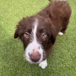 Photo of Brownie Batter, adoptable Australian Shepherd Poodle (Miniature) in Loxahatchee, Florida
