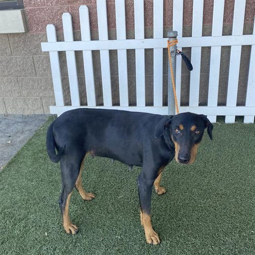 Photo of A615465, adoptable Doberman Pinscher in Modesto, California