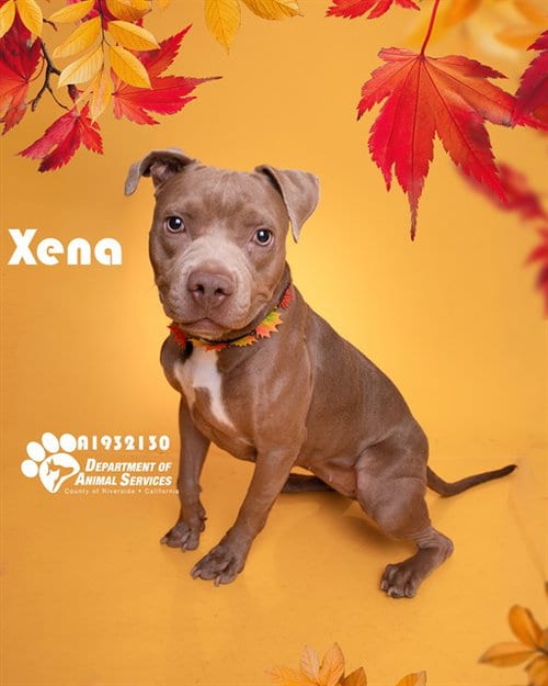 Photo of Xena, adoptable Pit Bull Terrier in Riverside, California