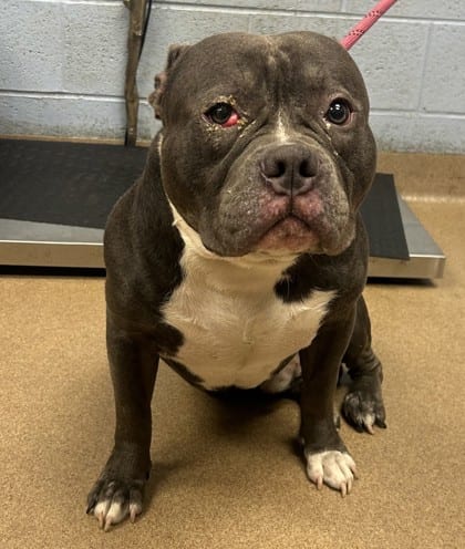 Photo of Pumbaa, adoptable dog in Chamblee, Georgia