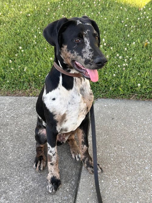 Photo of Charlie, adoptable Doberman Pinscher in Evansville, Indiana