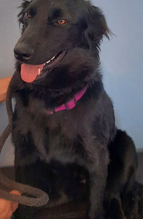 Photo of Aero, adoptable Labrador Retriever in Los Angeles, California