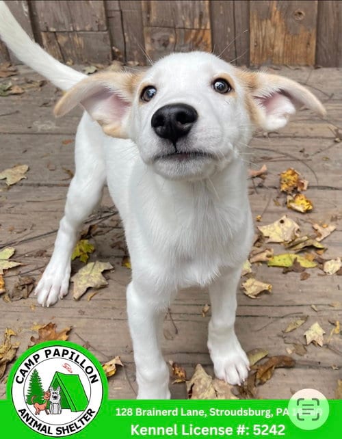 Photo of Bullseye, adoptable Unknown breed in Stroudsburg, Pennsylvania