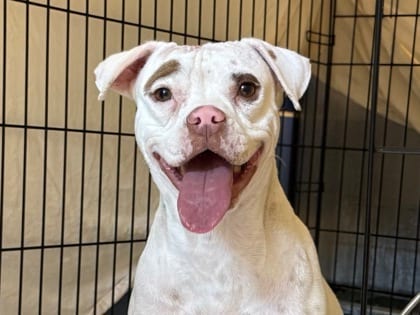 Photo of Trix, adoptable dog in Georgetown, Texas
