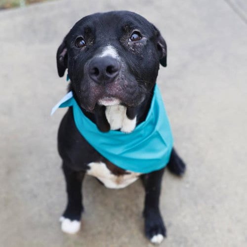Photo of Runt, adoptable American Staffordshire Terrier in San Antonio, Texas