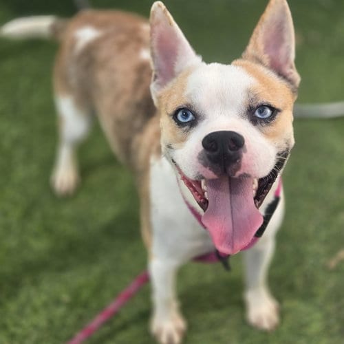 Photo of Sprite, adoptable Australian Cattle Dog/Blue Heeler in Phoenix, Arizona