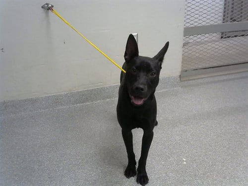 Photo of Stryder, adoptable German Shepherd Dog in Pasadena, Texas
