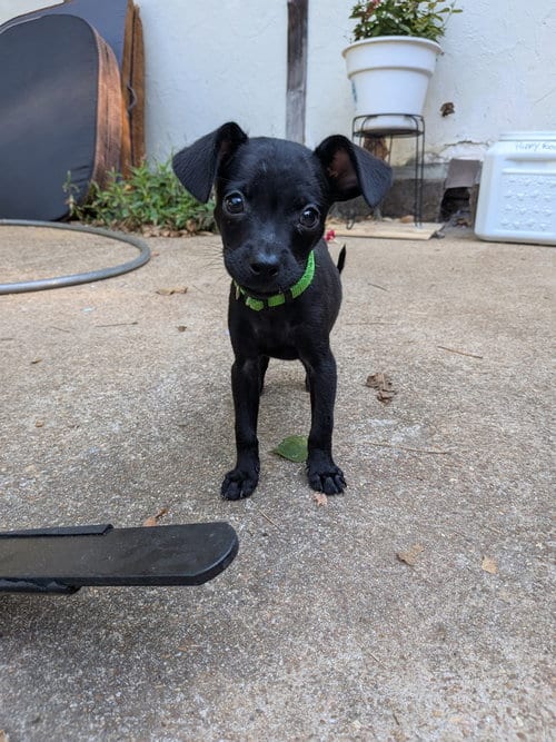 Photo of Kinder, adoptable Chihuahua in Vail, Arizona