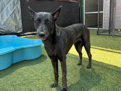 Photo of Kelis, adoptable Belgian Shepherd Malinois in Dallas, Texas