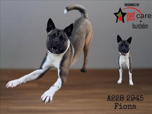Photo of Fiona, adoptable Akita in Los Angeles, California
