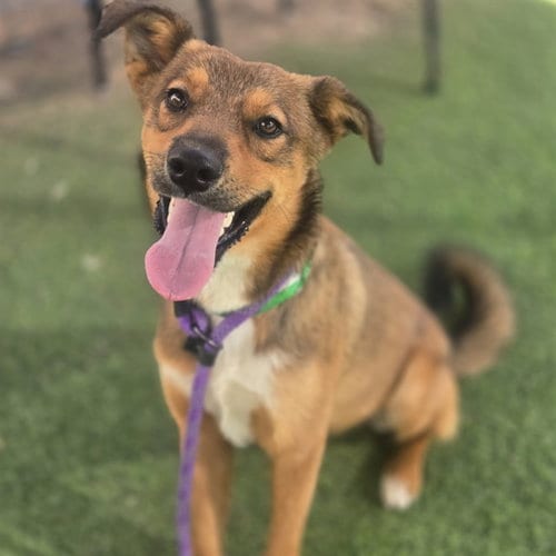 Photo of Rizz, adoptable German Shepherd Dog in Phoenix, Arizona