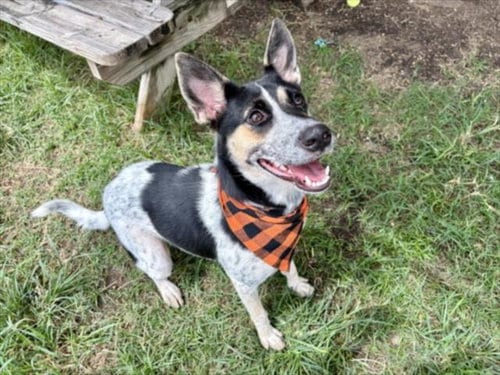Photo of Beatrice, adoptable Australian Cattle Dog/Blue Heeler in Houston, Texas