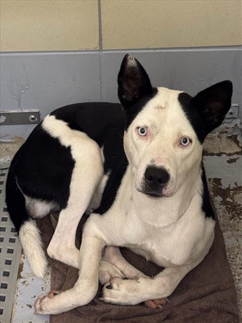 Photo of Noel, adoptable Staffordshire Bull Terrier in Houston, Texas