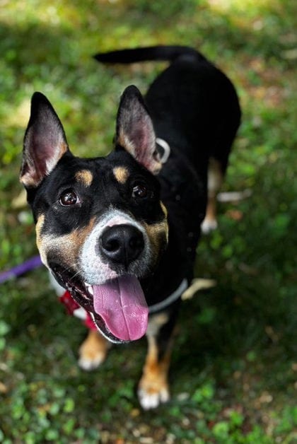 Photo of Chingy, adoptable dog in Atlanta, Georgia