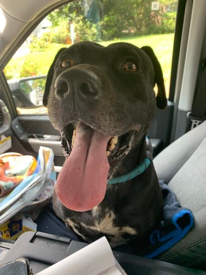 Photo of Jones, adoptable dog in Atlanta, Georgia