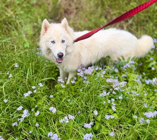 Photo of Yuki, adoptable Siberian Husky in Roswell, Georgia