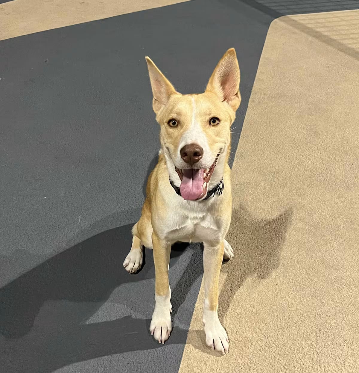 Photo of Gitzi, adoptable Siberian Husky/German Shepherd Dog in New York, New York