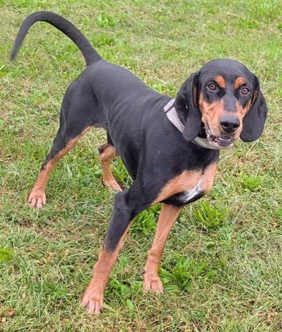 Photo of Razor, adoptable Black and Tan Coonhound in Akron, Ohio