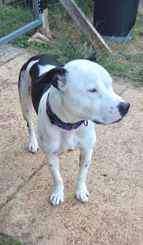 Photo of Emma (Little Dog): fostered, adoptable Pit Bull Terrier in Rustburg, Virginia