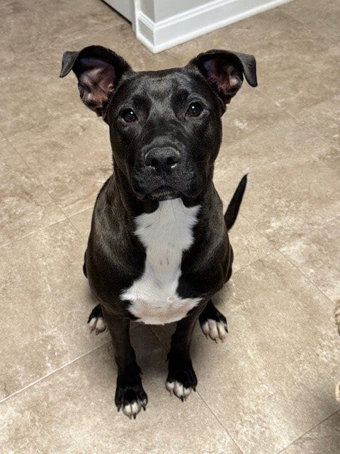 Photo of Starla, adoptable Pit Bull Terrier in Charlotte, North Carolina
