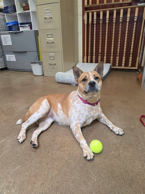 Photo of Darby, adoptable Australian Cattle Dog mix in Center Township, Pennsylvania