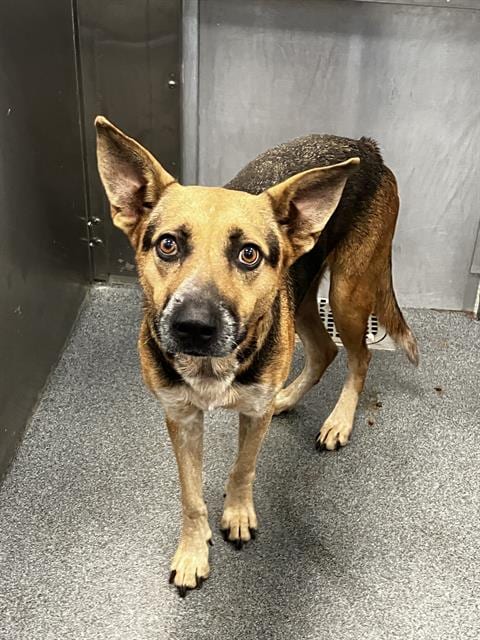 Photo of Oso, adoptable German Shepherd Dog in Dallas, Texas