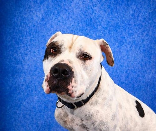 Photo of Spot, adoptable Pit Bull Terrier in Pearland, Texas