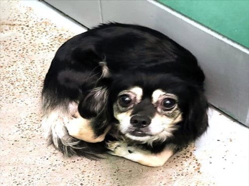 Photo of Chiquita, adoptable Chihuahua in Houston, Texas