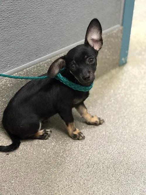Photo of Milo, adoptable Chihuahua in Las Vegas, Nevada