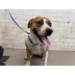 Photo of Vicky, adoptable American Pit Bull Terrier in San Bernardino, California