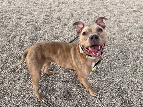 Photo of Sadie, adoptable American Pit Bull Terrier in Mesa, Arizona