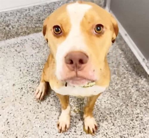 Photo of Ashley, adoptable Pit Bull Terrier in Houston, Texas
