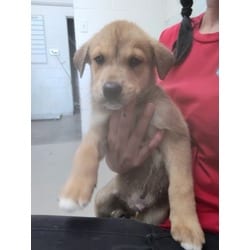 Photo of Neptune, adoptable Labrador Retriever in San Bernardino, California