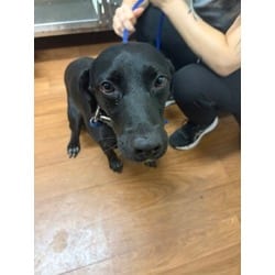 Photo of Beans, adoptable Labrador Retriever in Baton Rouge, Louisiana