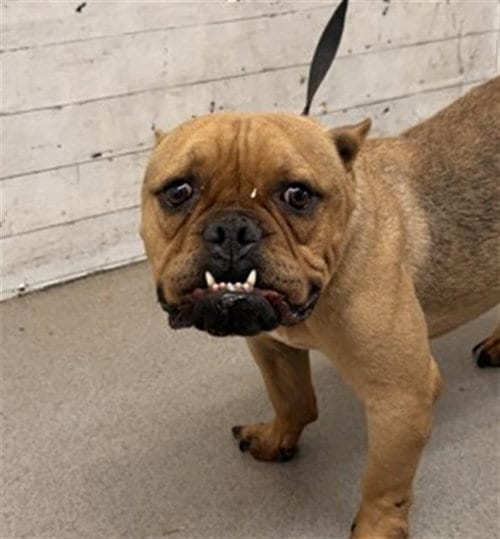Photo of Monty, adoptable Bulldog in San Bernardino, California