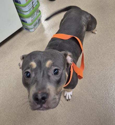 Photo of Curly Fry, adoptable Pit Bull Terrier in Decatur, Illinois