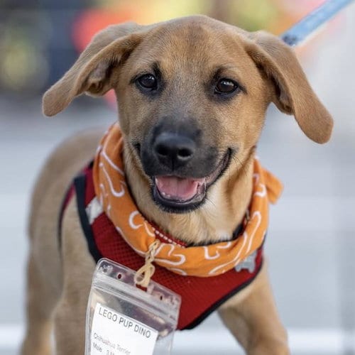 Photo of Lego Pup - Dino, adoptable Chihuahua in San Diego, California