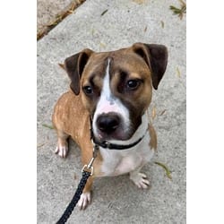 Photo of Olive, adoptable Boxer in Washington, District of Columbia